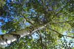 Birch Trees