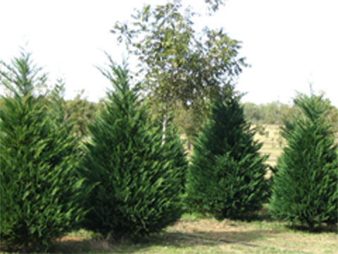 Leyland Cypress Trees