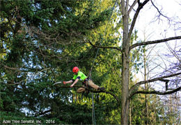 Professional Pruning