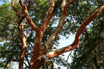 Madrona Tree